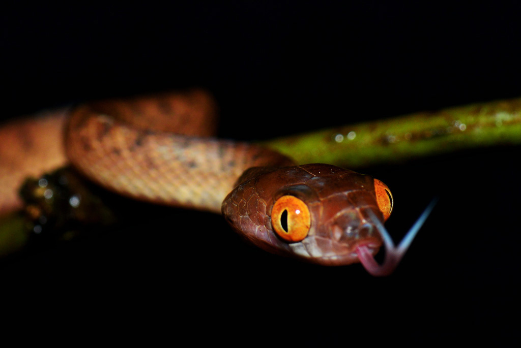Dolls-Eye-Tree-Snake.jpg