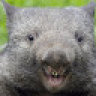 wombat